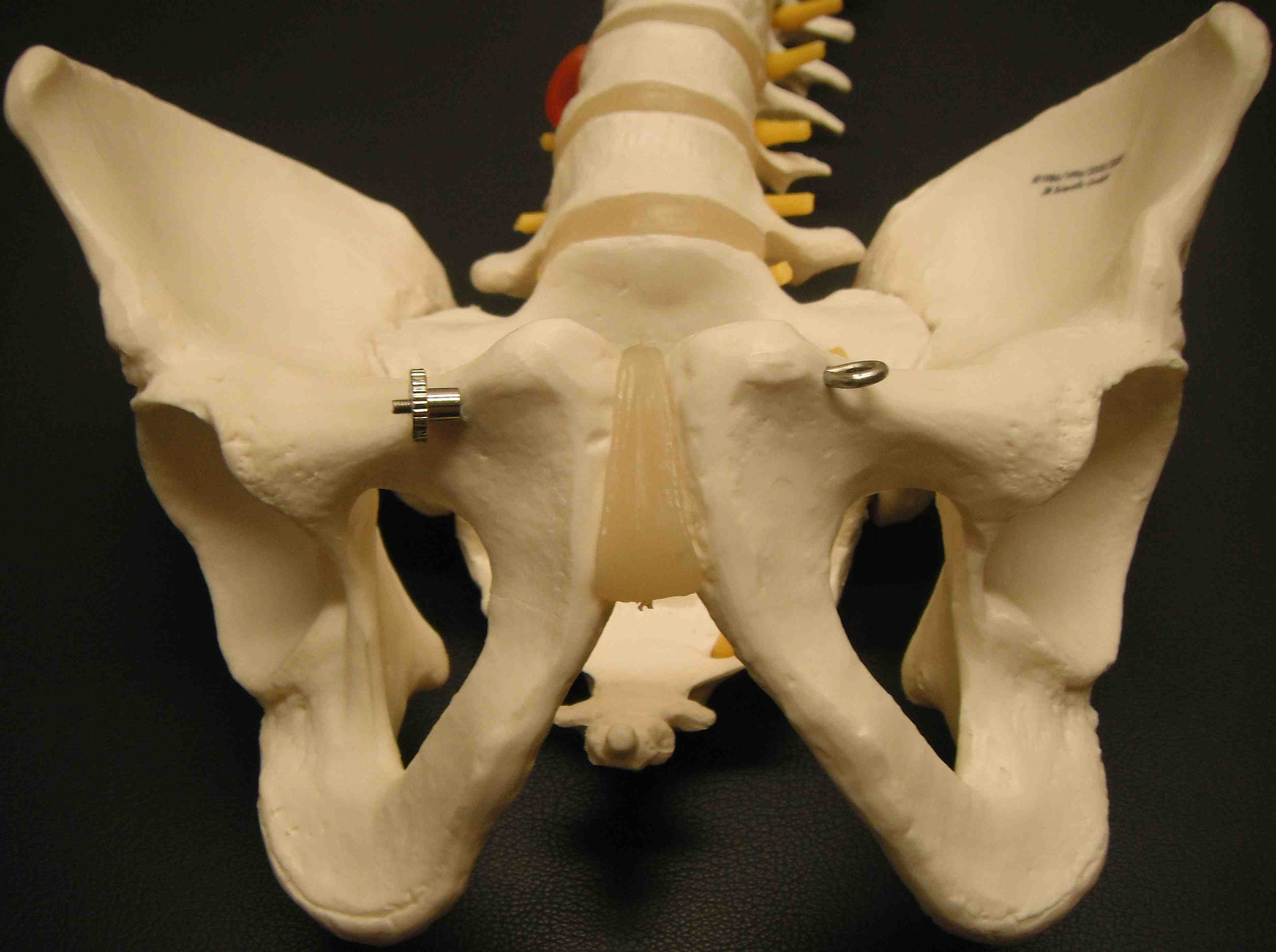 Pelvis Outlet